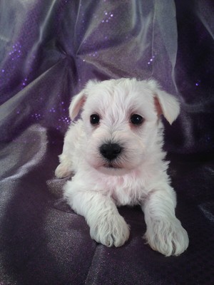 Male Schnoodle Puppy for sale #17 Born Feb. 22, 2013|Iowa Schnoodle Dog breeder with Puppies for sale now!